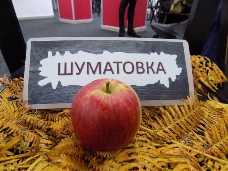 stara sorta jabuka šumatovka