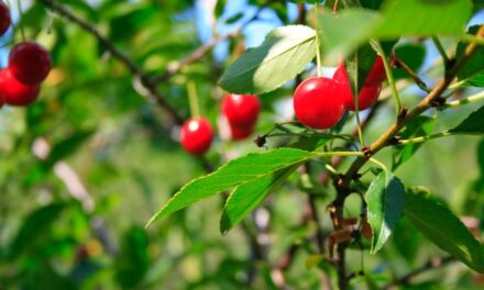 Fermentisan čaj od višnje ukusniji I zdraviji od zelenog