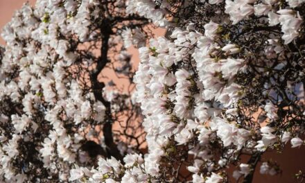 Magnolija, jedno od najstarijih cveća na planeti