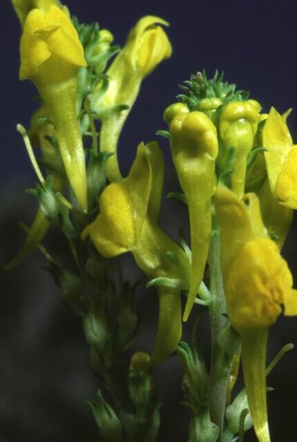 Linaria rubioides, endemična lepotica Srbije