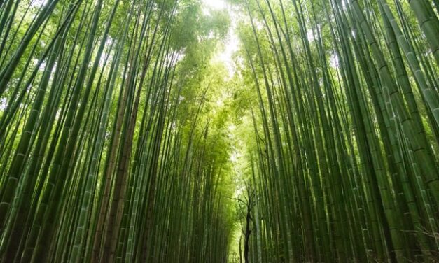 Bambus drvo cveta jednom u sto godina i – umire