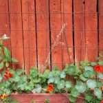 Dragoljub, ukras u bašti – koristan za zdravlje
