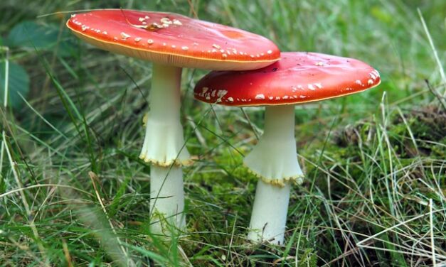 Trovanja, ne bi verovali šta najviše truje Srbe